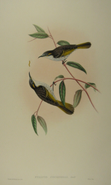 John Gould's Birds of Australia